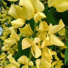 Attēlu rezultāti vaicājumam “Laburnum alpinum flower”