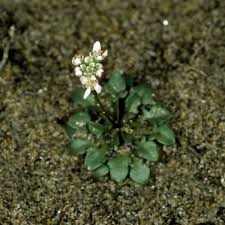 Attēlu rezultāti vaicājumam “Teesdalia nudicaulis”