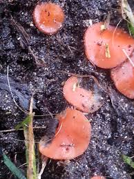 Attēlu rezultāti vaicājumam “Ascomycota”