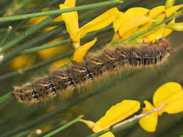 Attēlu rezultāti vaicājumam “Lasiocampa trifolii male”