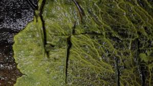 Attēlu rezultāti vaicājumam “Leocarpus fragilis stalked”