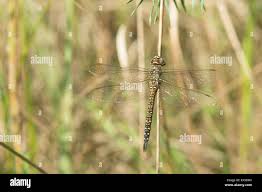 Attēlu rezultāti vaicājumam “Aeshna mixta female”