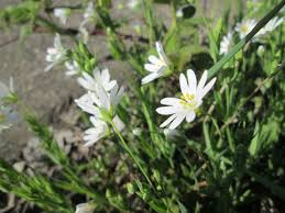 Attēlu rezultāti vaicājumam “Stellaria holostea fruit”