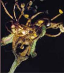 Attēlu rezultāti vaicājumam “Orthosia larvae”