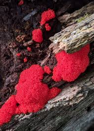 Attēlu rezultāti vaicājumam “Tubifera ferruginosa (subsp. ferruginosa) sessile”