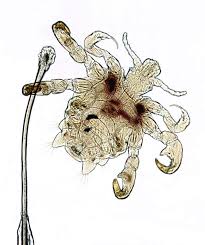 Attēlu rezultāti vaicājumam “Phthiraptera”