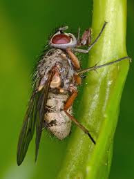 Attēlu rezultāti vaicājumam “Muscidae”