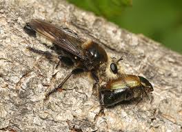 Attēlu rezultāti vaicājumam “Laphria gibbosa”