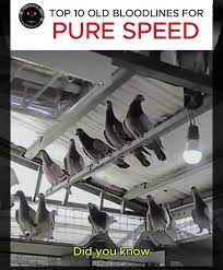 Image result for Meridian Racing Pigeon Lofts