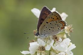 Attēlu rezultāti vaicājumam “Lycaena alciphron female”