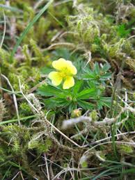 Image result for Potentilla tormentilla