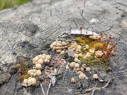 Attēlu rezultāti vaicājumam “Lycogala exiguum aggr. sessile”