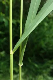 Attēlu rezultāti vaicājumam “Brachypodium pinnatum”