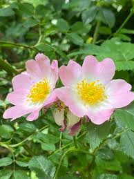 Image result for Rosa canina