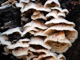 Attēlu rezultāti vaicājumam “Phlebia serialis”