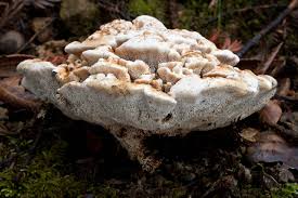 Attēlu rezultāti vaicājumam “Hydnellum aurantiacum”