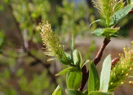 Attēlu rezultāti vaicājumam “Salix myrtilloides”