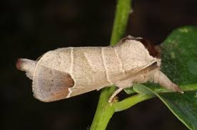 Attēlu rezultāti vaicājumam “Clostera curtula”