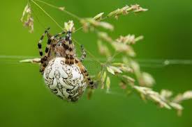 Attēlu rezultāti vaicājumam “Aculepeira ceropegia”