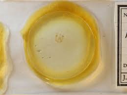 Attēlu rezultāti vaicājumam “Nola sp.”