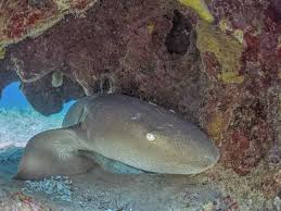 Image result for Ginglymostoma cirratum