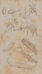 Attēlu rezultāti vaicājumam “Capsus ater imago”