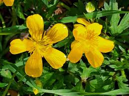 Attēlu rezultāti vaicājumam “Ranunculus repens flower”