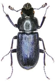 Attēlu rezultāti vaicājumam “Platycerus caraboides”