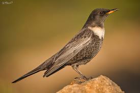 Image result for Turdus torquatus