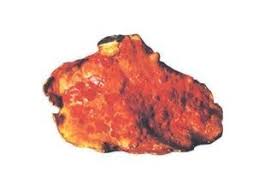 Attēlu rezultāti vaicājumam “Antrodia”