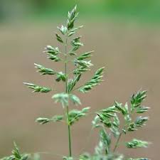 Attēlu rezultāti vaicājumam “Poa pratensis fruit”