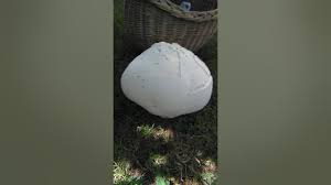 Attēlu rezultāti vaicājumam “Langermania gigantea”