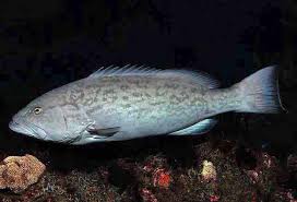 Image result for Mycteroperca microlepis