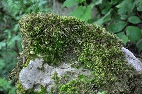 Attēlu rezultāti vaicājumam “Homomallium incurvatum”