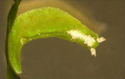 Attēlu rezultāti vaicājumam “Licea pusilla sessile”