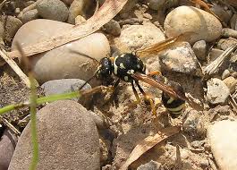 Attēlu rezultāti vaicājumam “Eumenes sp.”