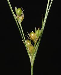 Attēlu rezultāti vaicājumam “Juncaceae”