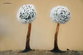 Attēlu rezultāti vaicājumam “Didymium nigripes”