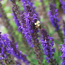 Attēlu rezultāti vaicājumam “Salvia nemorosa flower”