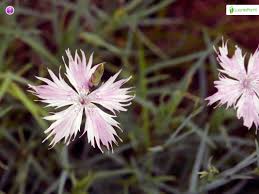 Attēlu rezultāti vaicājumam “Dianthus arenarius leaf”