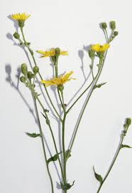 Attēlu rezultāti vaicājumam “Hieracium laevigatum”