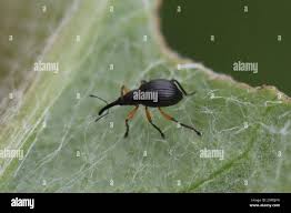 Attēlu rezultāti vaicājumam “Protapion sp.”