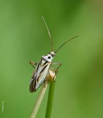 Attēlu rezultāti vaicājumam “Stenotus binotatus female”
