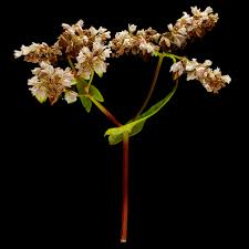 Attēlu rezultāti vaicājumam “Fagopyrum esculentum fruit”