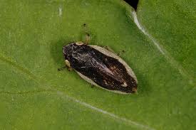 Attēlu rezultāti vaicājumam “Auchenorrhyncha”