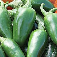 Afbeeldingsresultaat voor jalapeno early hot pepper