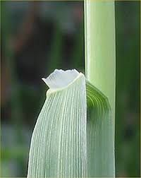 Attēlu rezultāti vaicājumam “Alopecurus pratensis fruit”