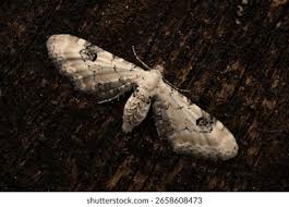 Attēlu rezultāti vaicājumam “Eupithecia centaureata”