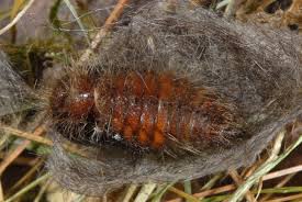 Attēlu rezultāti vaicājumam “Gynaephora selenitica”