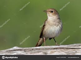 Image result for Luscinia luscinia